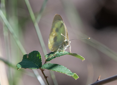 Pieris brassicae