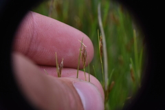 Rhynchospora capillacea