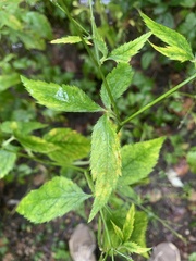 Cryptotaenia canadensis