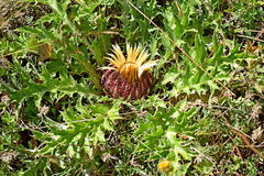 Carlina acanthifolia