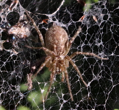 Allagelena gracilens