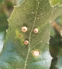 Dryocosmus minusculus