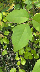 Toxicodendron