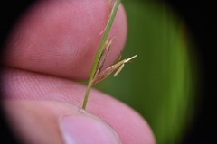 Rhynchospora capillacea