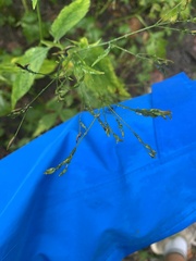 Cryptotaenia canadensis