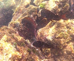 Acanthurus nigrofuscus