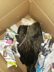 Phalacrocorax carbo lucidus