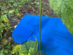 Cryptotaenia canadensis