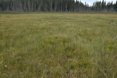 Rhynchospora capillacea