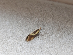 Harpella forficella