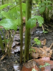 Cryptotaenia canadensis