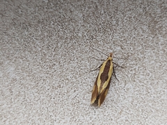 Harpella forficella