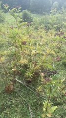 Sambucus ebulus