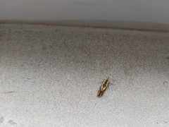 Harpella forficella