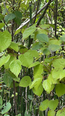 Viburnum