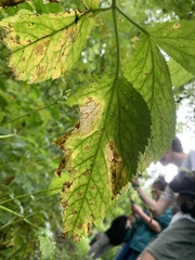 Cryptotaenia canadensis