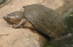 Sternotherus odoratus