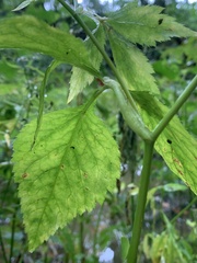 Cryptotaenia canadensis