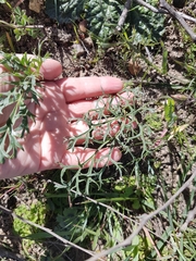 Pelargonium pillansii