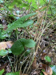 Asarum