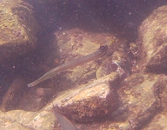 Aulostomus chinensis