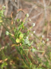 Euphorbia