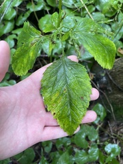 Cryptotaenia canadensis