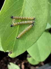 Uresiphita reversalis