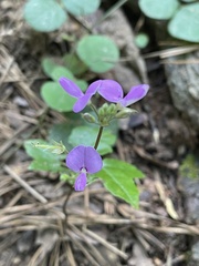 Desmodium rotundifolium