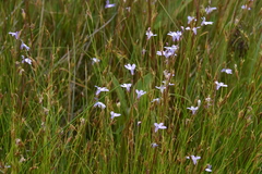 Rhynchospora capillacea