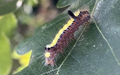 Acronicta psi
