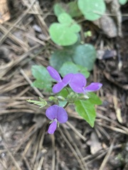 Desmodium rotundifolium