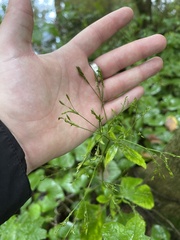 Cryptotaenia canadensis
