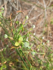 Euphorbia