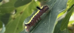 Acronicta psi