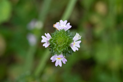 Euphrasia stricta