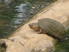 Sternotherus odoratus