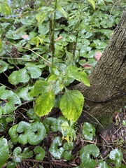 Cryptotaenia canadensis