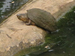 Sternotherus odoratus