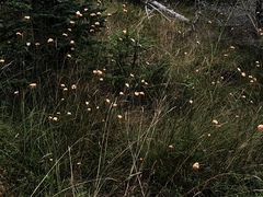 Eriophorum virginicum