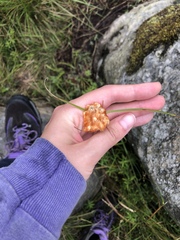 Eriophorum virginicum