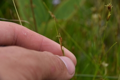 Rhynchospora capillacea