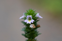 Euphrasia stricta