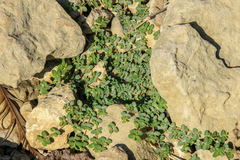 Euphorbia serpens