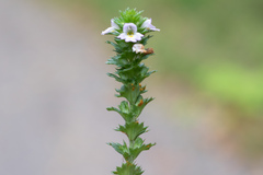 Euphrasia stricta