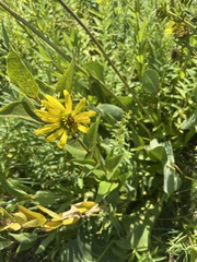 Asteraceae