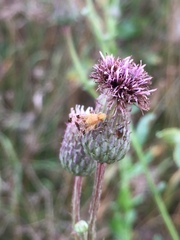 Xyphosia miliaria