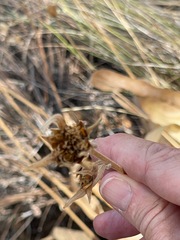 Eurybia radulina