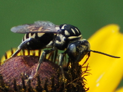 Triepeolus