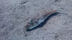 Torquigener flavimaculosus